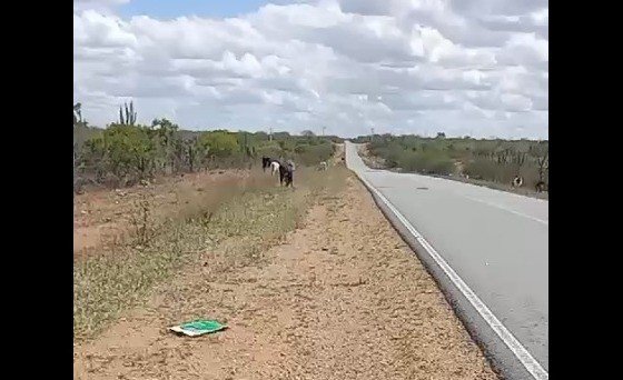 Animais continuam fazendo ‘pista de pasto’ na BA 120; trecho ocorre diversos acidentes