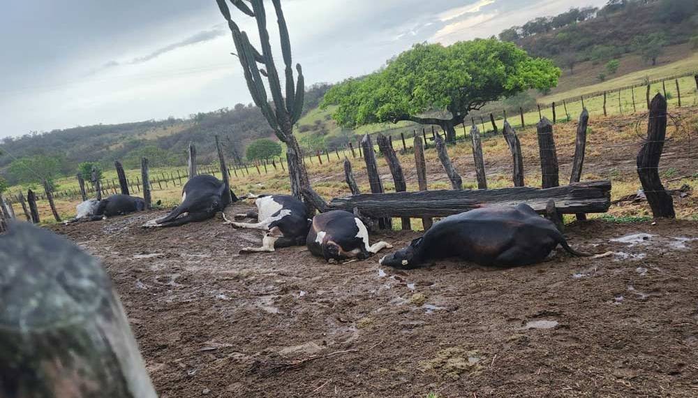 7 bois morrem após serem atingidos por raio na zona rural De Caém
