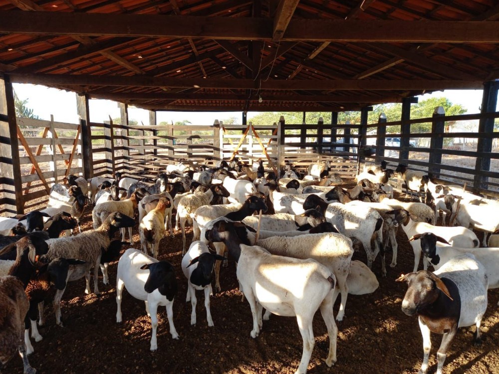 Homens encapuzados amarram, dopam trabalhadores e furtam 65 ovinos em fazenda de Candeal