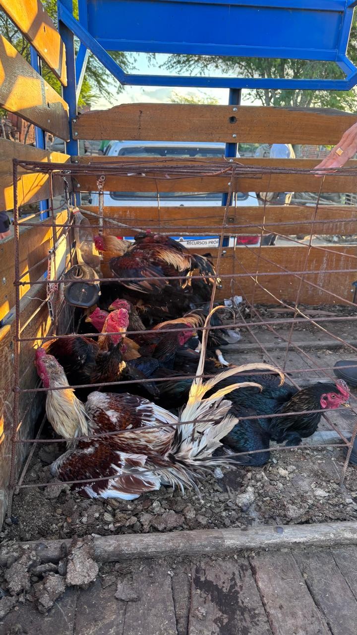 Ação conjunta entre PM, Polícia Civil e GCM resulta na apreensão de 72 aves, armas e desarticulação de suposta rinha de galo no distrito de São João em Conceição do Coité