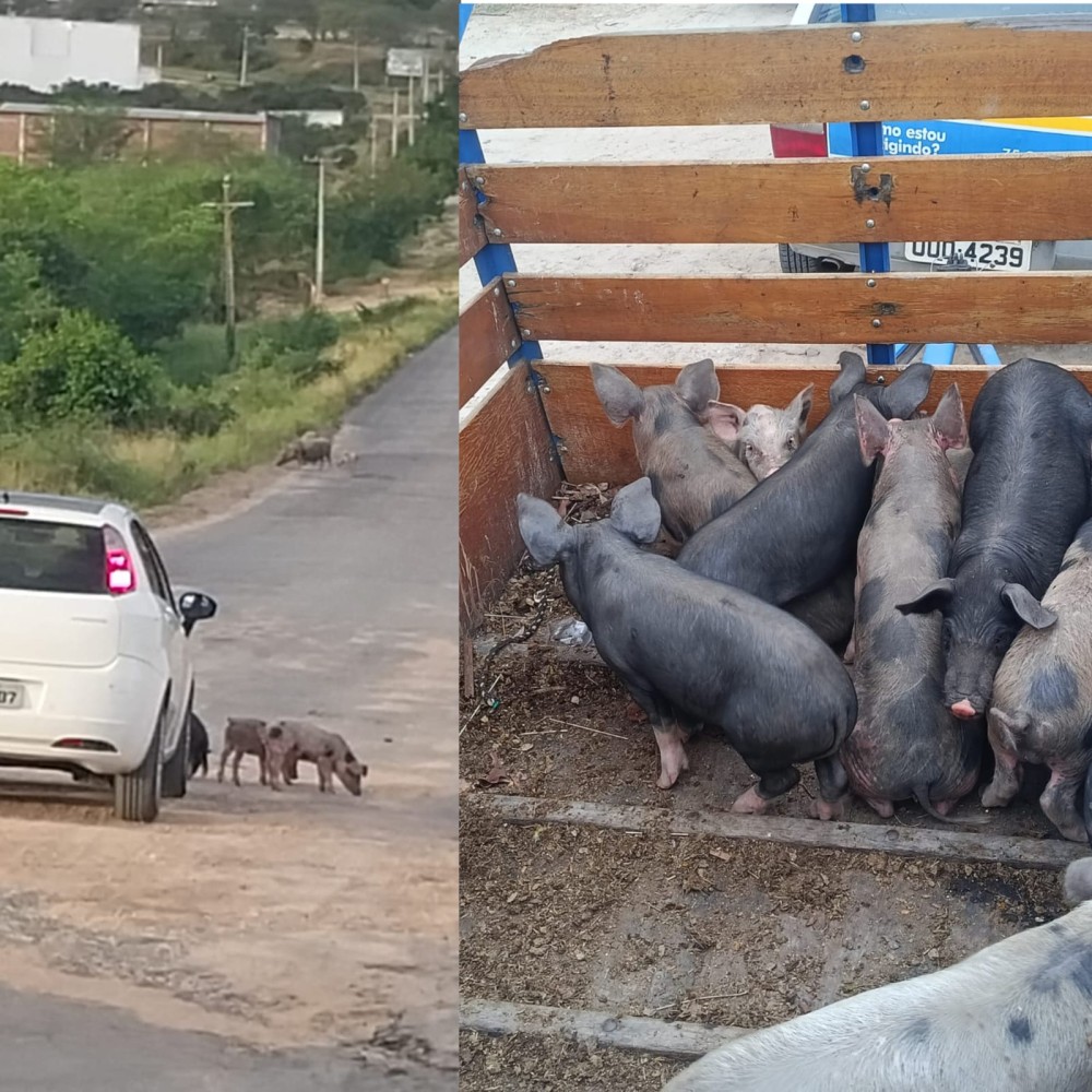 Nova apreensão: GCM recolhe 13 filhotes de porcos e duas leitoas no bairro Sonho Meu em Conceição do Coité; dono dos animais pode pagar mais de R$ 15 mil em multas