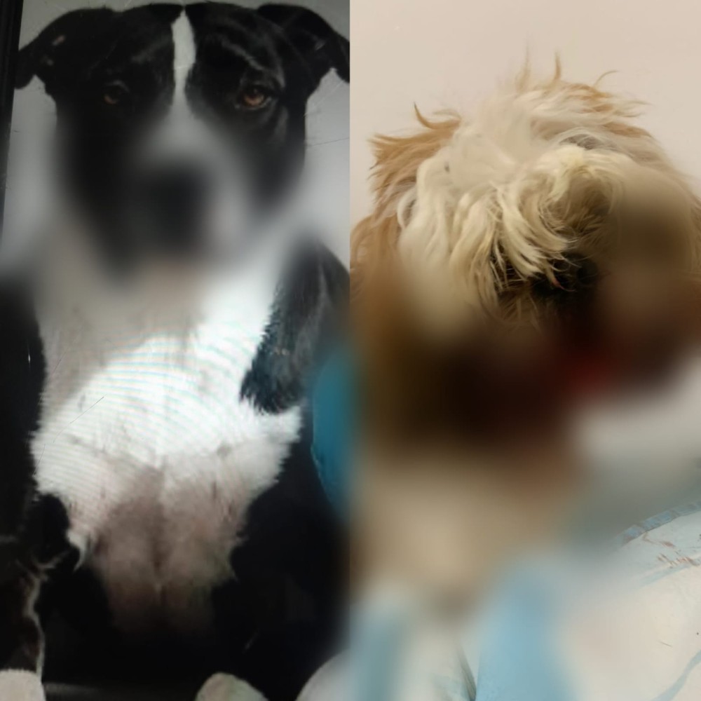 Briga entre pitbull e shih-tzu deixa tutor ferido e cão gravemente machucado em Conceição do Coité