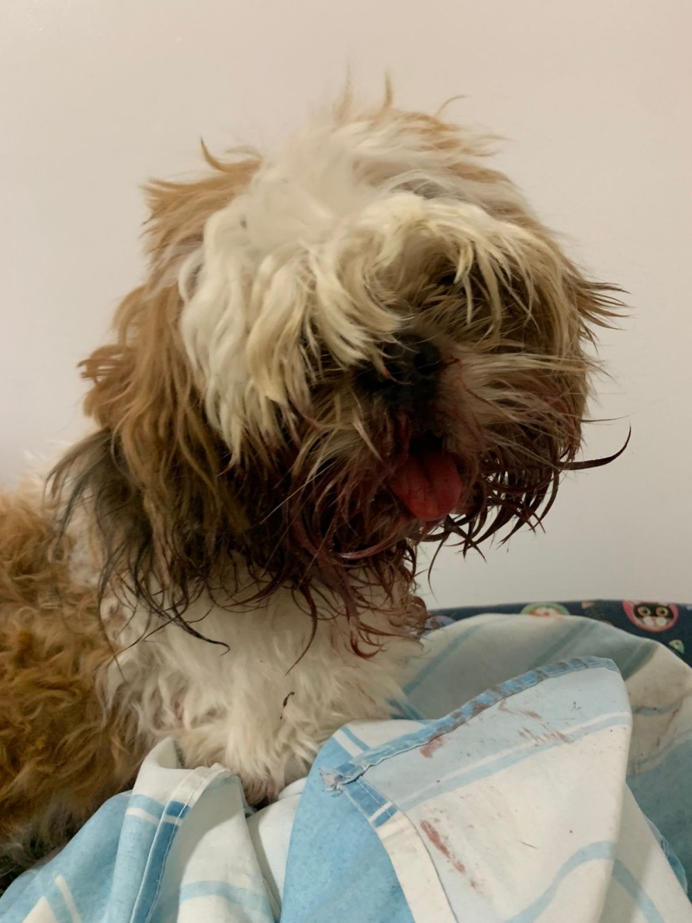 Após ataque de pitbull, shih-tzu de 10 meses luta pela vida e tutor pede ajuda para custear cirurgia. Saiba como ajudar!
