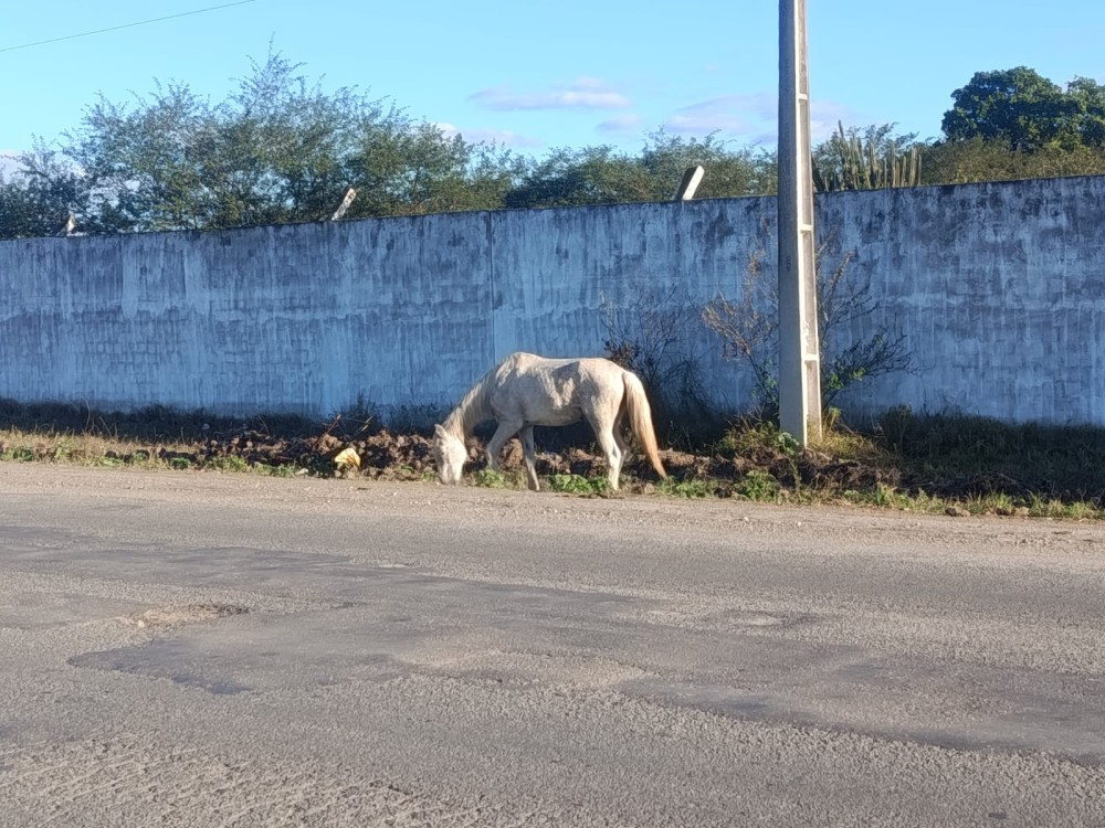 'Parece que as autoridades estão falando grego’: mais um cavalo é encontrado solto na BA-120