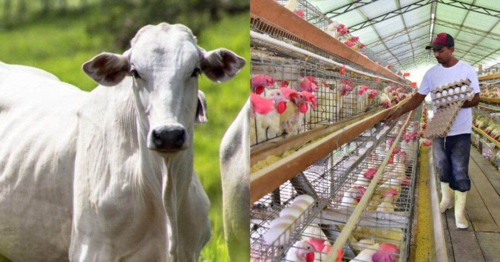 Bahia bate recorde no abate de bovinos e produção de ovos no 3º trimestre de 2024, aponta IBGE