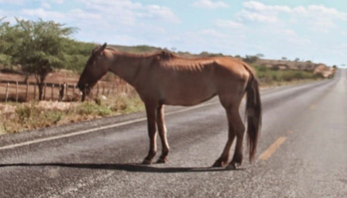 Prefeitura de Conceição do Coité intensifica fiscalização e apreensão de animais soltos; multa pode chegar a R$ 1.000