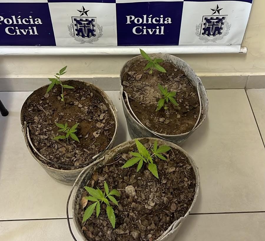 Seis pés de maconha são encontrados em imóvel abandonado em Valente