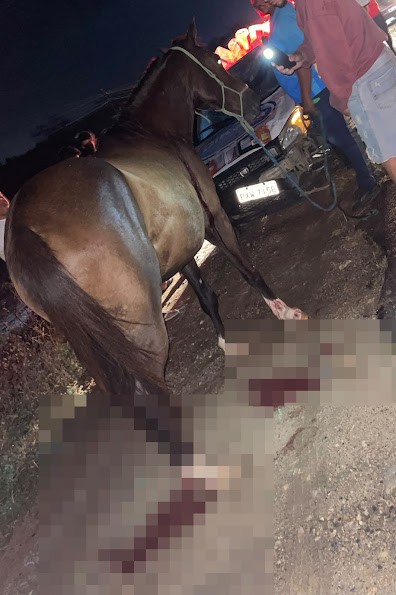 Mulher fica ferida após carro colidir com cavalo solto na BA-120