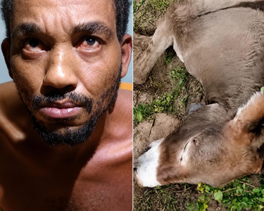 VÍDEO: Homem é preso em Santa Bárbara suspeito de violência doméstica, homicídio, furtos, roubos e estuprar uma jumenta; animal morreu