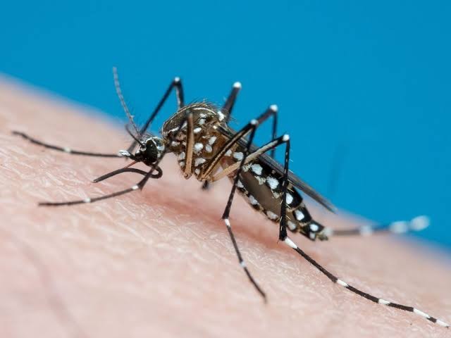 Dengue em Coité: 40 casos confirmados e número de suspeitas ultrapassam 180; vigilância faz alerta