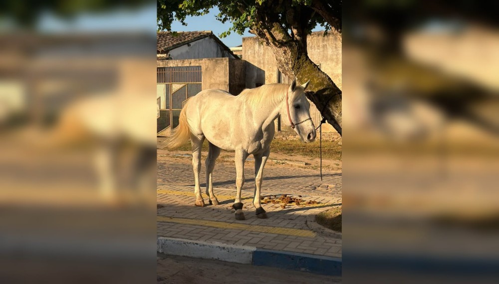 Cavalo de vaquejada avaliado em R$ 100 mil é recuperado pela Polícia Civil em Santa Bárbara