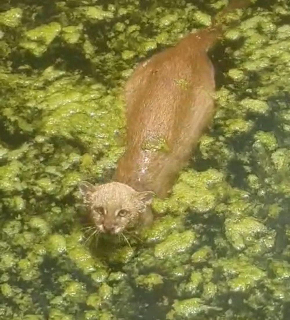 Ameaçado de extinção, gato-mourisco aparece em cisterna e é resgatado em Conceição do Coité