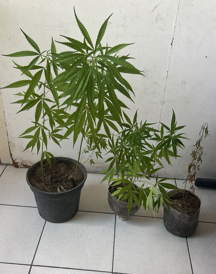 Polícia conduz homem à delegacia após encontrar pés de maconha na residência no bairro Cidade Jardim em Conceição do Coité