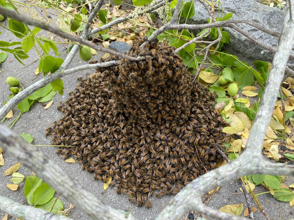 Com risco de acidentes, Águia Resgate remove enxame de abelhas próximo a rodoviária de Conceição do Coité