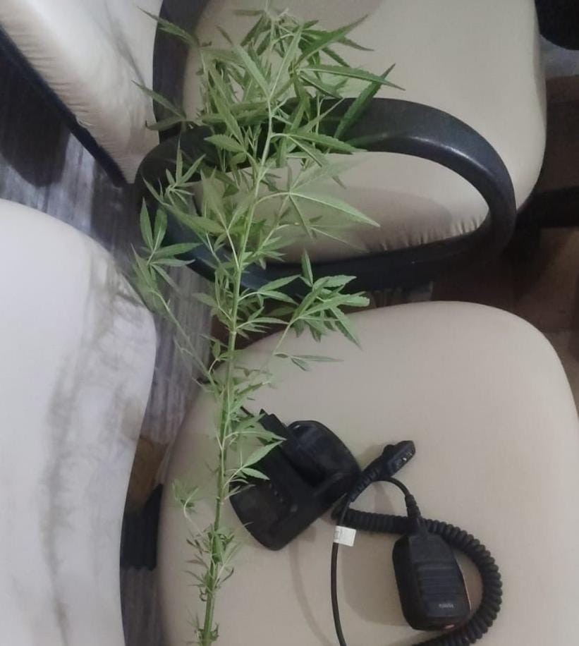 Homem é preso por cultivar maconha em casa no município de Ichú