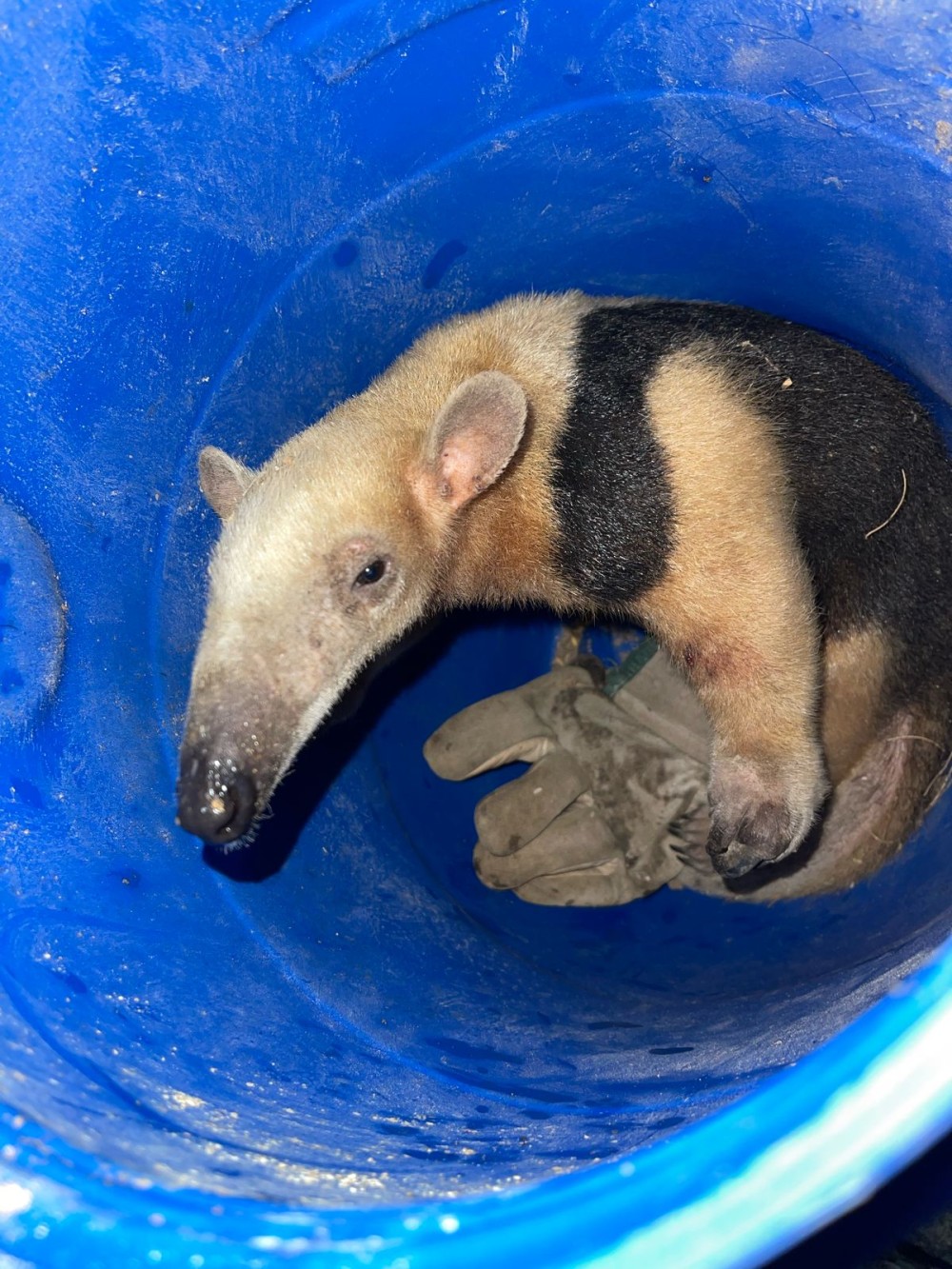 Vídeo: Após atacar cachorro, Tamanduá-mirim é resgatado pelo Águia Resgate na zona rural de Conceição do Coité