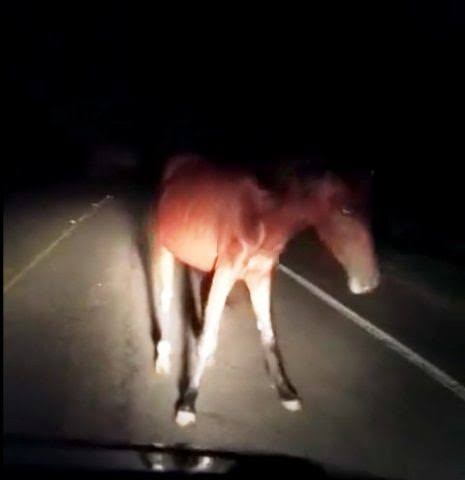 Após morte de jovem na BA-411, prefeitura de Conceição do Coité reforça ações para evitar acidentes com animais soltos. Saiba como denunciar!
