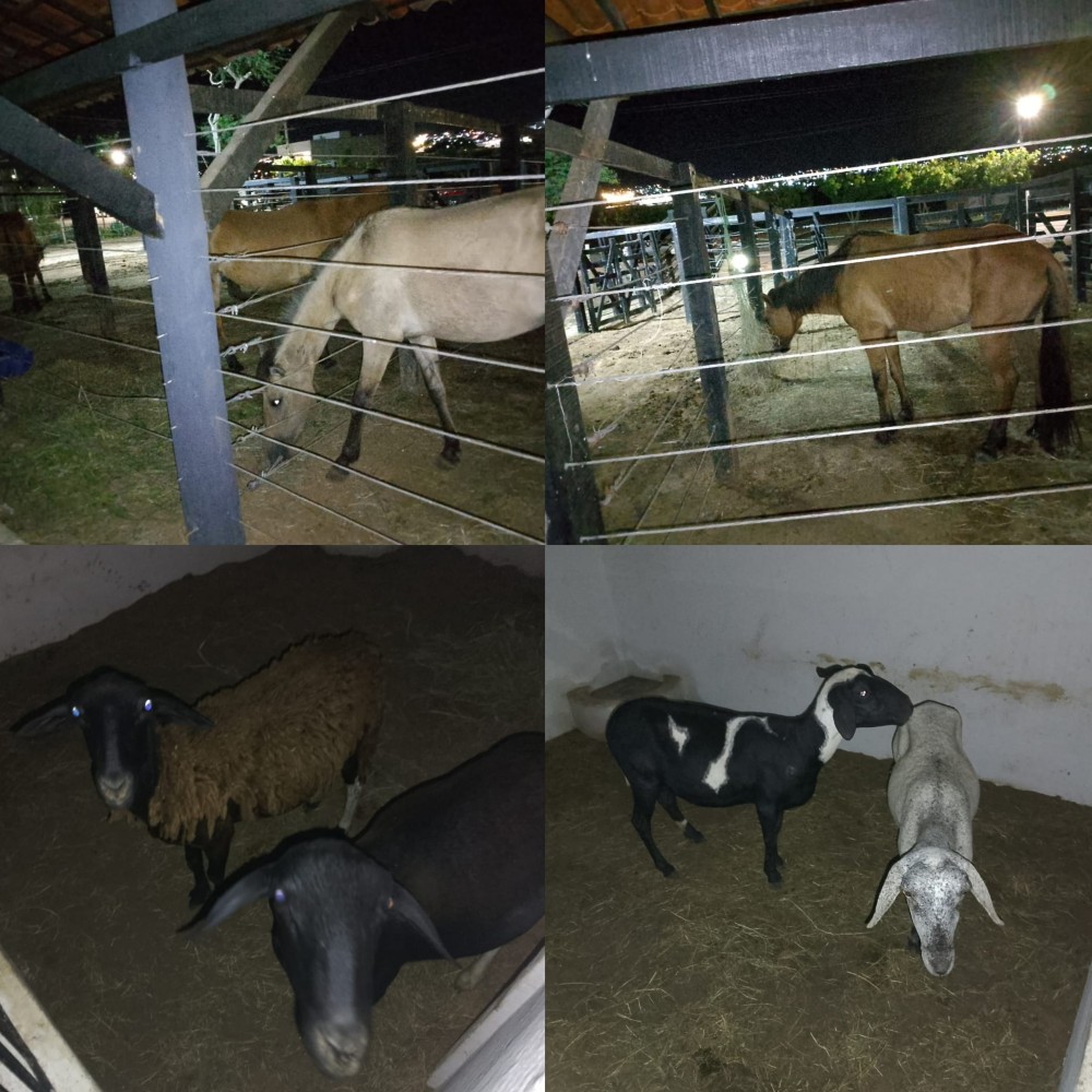Guarda Municipal apreende 8 animais soltos nas ruas de Conceição do Coité neste domingo (13)