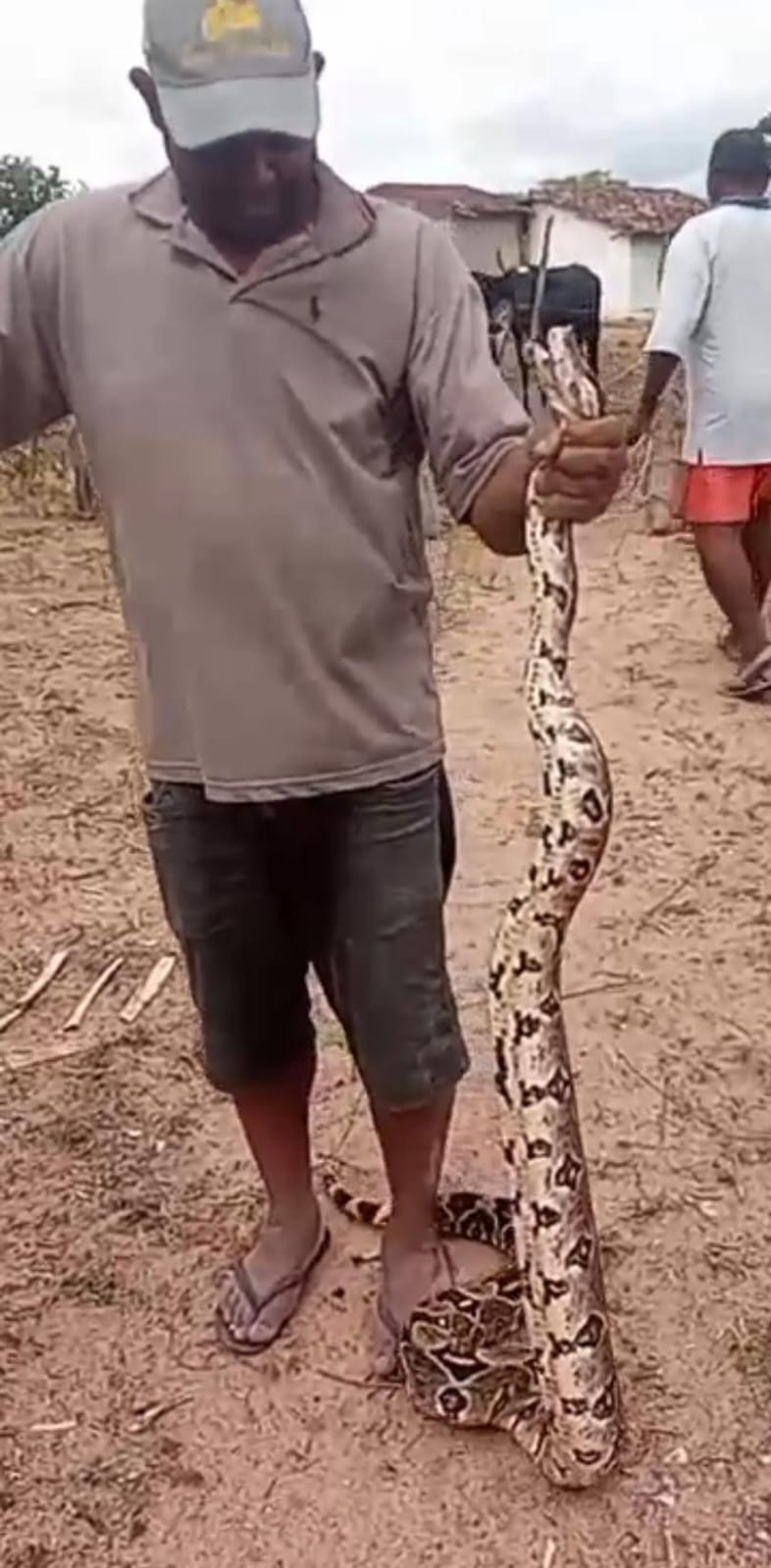 Vídeo: Cobra de aproximadamente 3 metros é resgatada na zona rural de Conceição do Coité