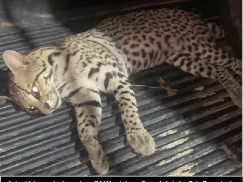 Comerciante encontra felino de médio porte morto na BA411 próximo a Fazenda Lajedo em Barrocas