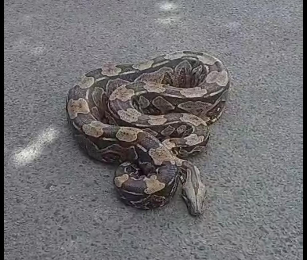 Vídeo: Três jiboias são resgatadas e devolvidas à natureza em povoado de Retirolândia