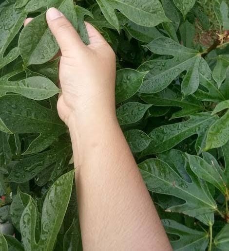 PM é acionada após mulher usar facão para cortar plantas da sogra e gera confusão na zona rural de Conceição do Coité